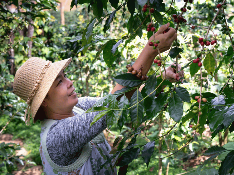 Pachamama Coffee