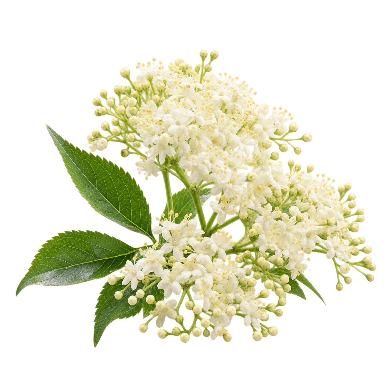 Elderflower